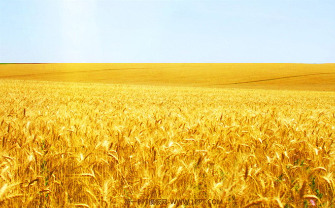 黄色、麦田PPT背景 被风吹过的麦浪PPT动画下载