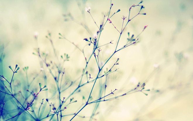 花卉PPT背景图片 凌乱美丽的樱花树枝PPT背景图片