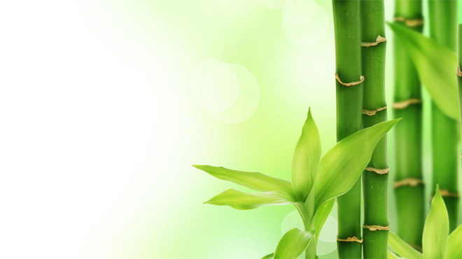 绿色竹子PPT背景图片 绿色清新竹子幻灯片背景图片