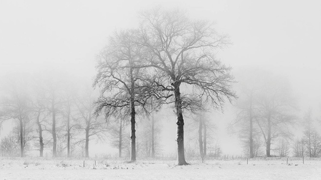 黑白树林幻灯片背景图片 冬天的树木PPT背景图片