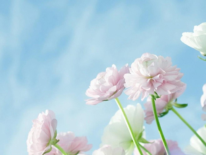 蓝色背景图片花卉背景图片鲜花背景图片花朵背景图片    三张淡雅花卉