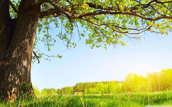 阳光大树 和煦阳光下的大树幻灯片背景图片