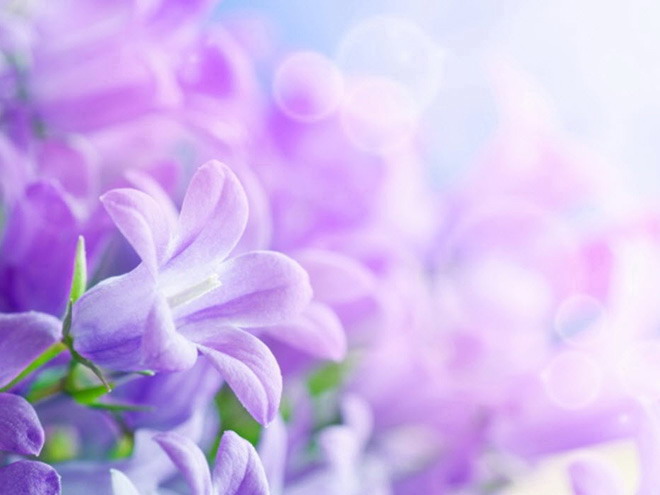 淡雅紫色 一组紫色鲜花幻灯片背景图片下载
