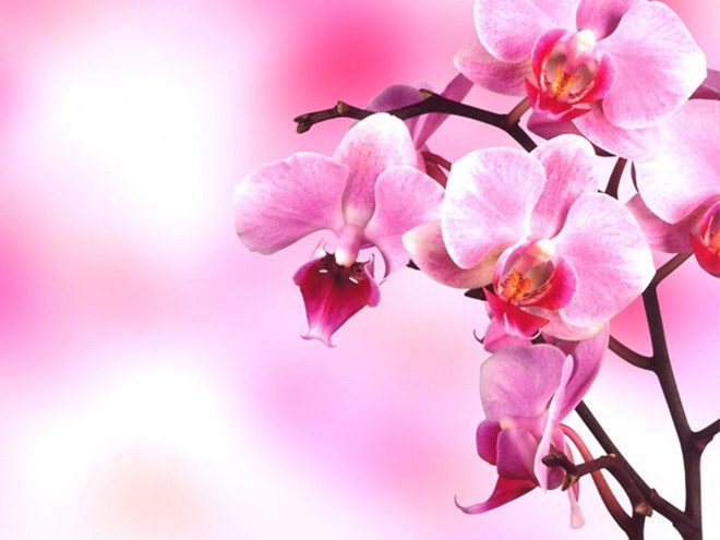 粉色温馨 一组粉色烂漫的鲜花幻灯片背景图片下载
