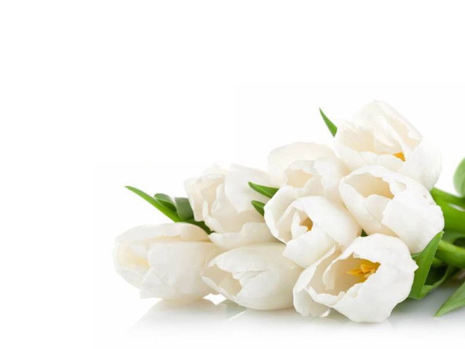 鲜花花朵 两张白色郁金香PowerPoint背景图片下载