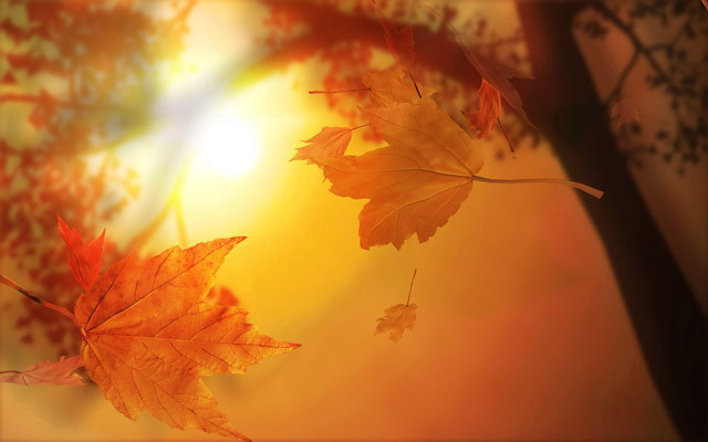 橙色幻灯片背景图片 秋风夕阳下的枫叶PPT背景图片