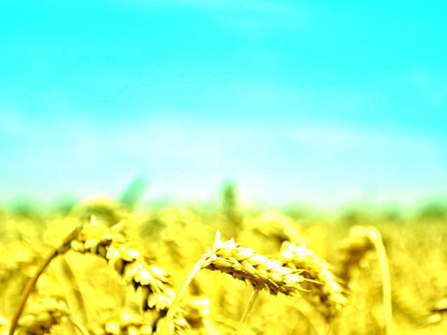 小麦麦田 天空下的小麦PPT背景图片