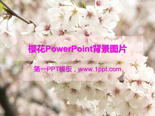 粉色PPT背景 樱花PowerPoint背景图片免费下载