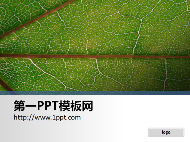 植物PPT背景图片 一张简洁的树叶特写PPT背景图片