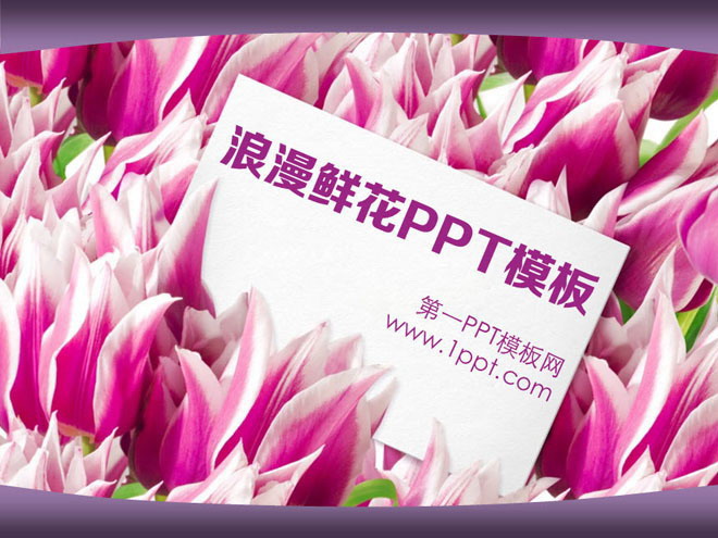紫色幻灯片背景 浪漫郁金香背景的爱情PowerPoint模板