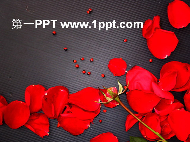 爱情红玫瑰 爱情红玫瑰PPT模板下载