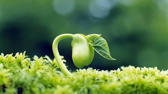绿色幼苗幻灯片背景图片 绿色清新植物嫩芽PPT背景图片