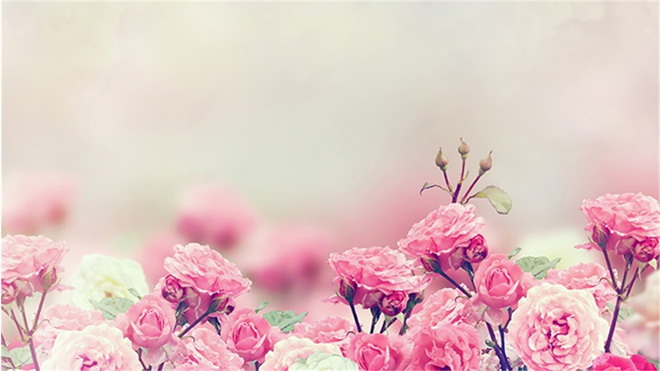 粉色花卉PPT背景图片 粉色蔷薇花幻灯片背景图片