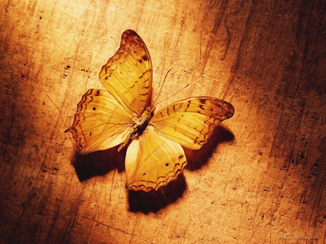 黄色幻灯片背景 木板上的枯蝶PPT背景图片