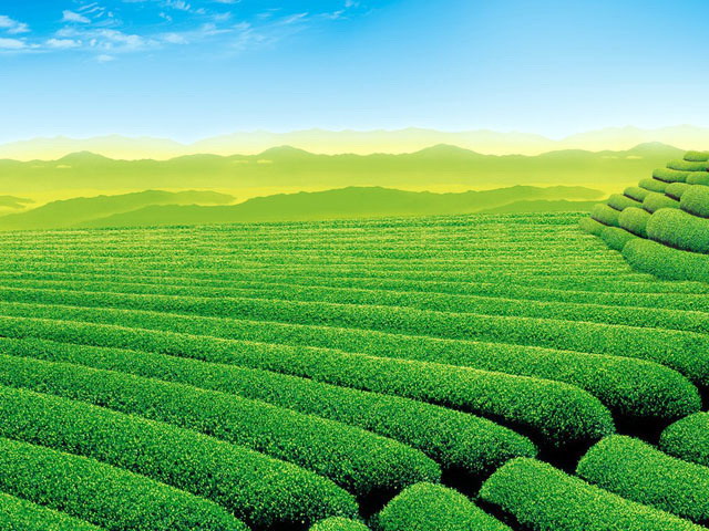 绿色PPT背景 清新自然的茶园幻灯片背景图片
