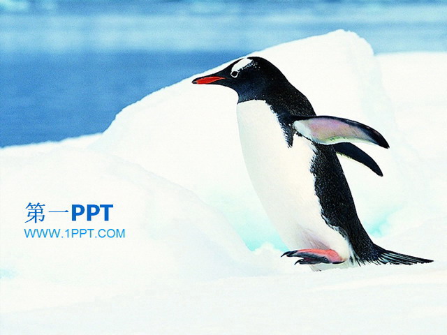 南极保护企鹅 南极企鹅保护动物PPT模板