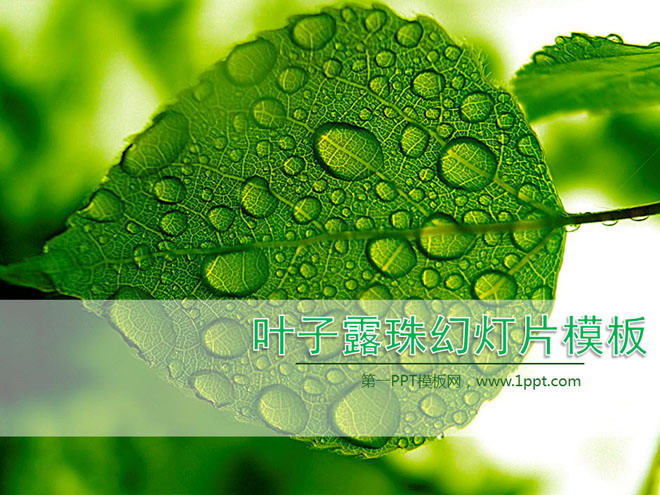 清新绿色PPT背景 清新绿色叶子水滴背景的植物幻灯片模板下载